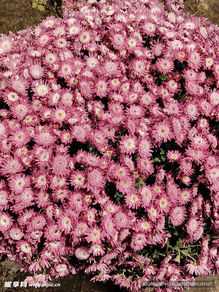 粉色繁花簇拥的美丽景致