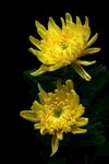 两朵明艳黄色菊花绽放