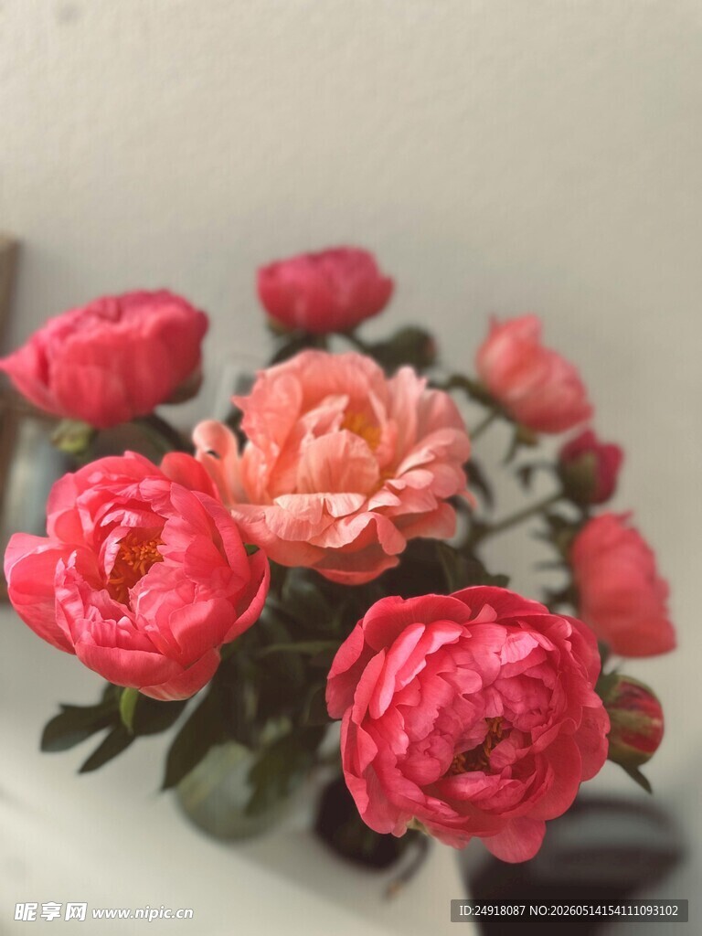 娇艳多彩的盛放鲜花