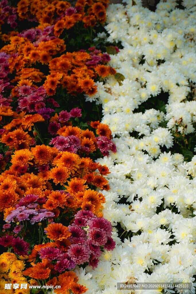多彩菊花与白色菊花相映