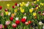 多彩郁金香花海绽放