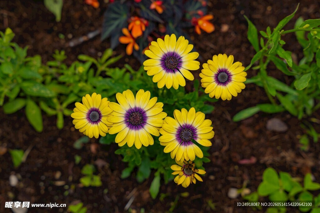 黄色小花绽放于绿叶间