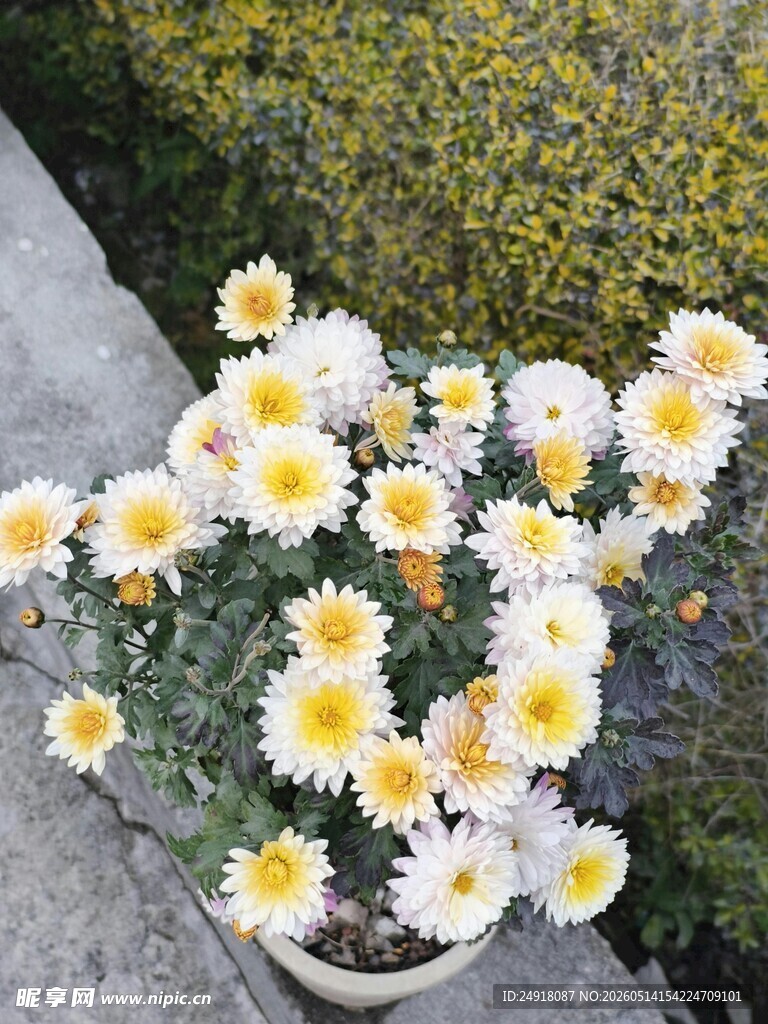 盆栽白菊花绽放