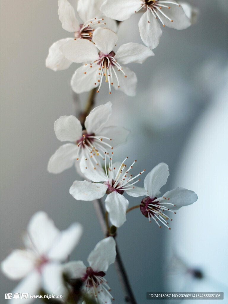 枝头绽放的洁白花朵