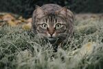 猫咪