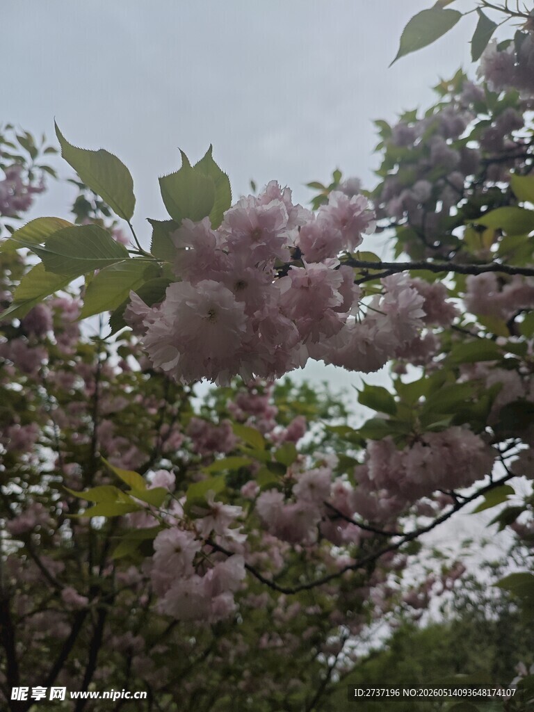 海棠花