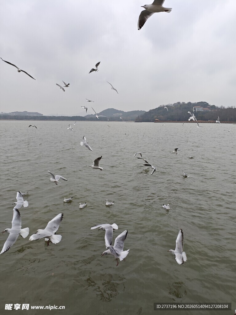 海鸥