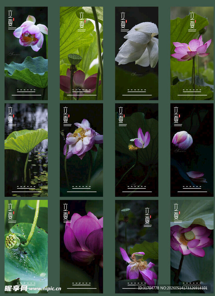 多样荷花姿态摄影集