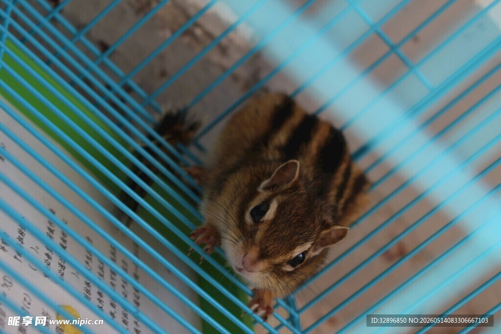 笼中可爱小松鼠