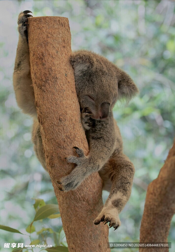 考拉攀抱树干的可爱瞬间