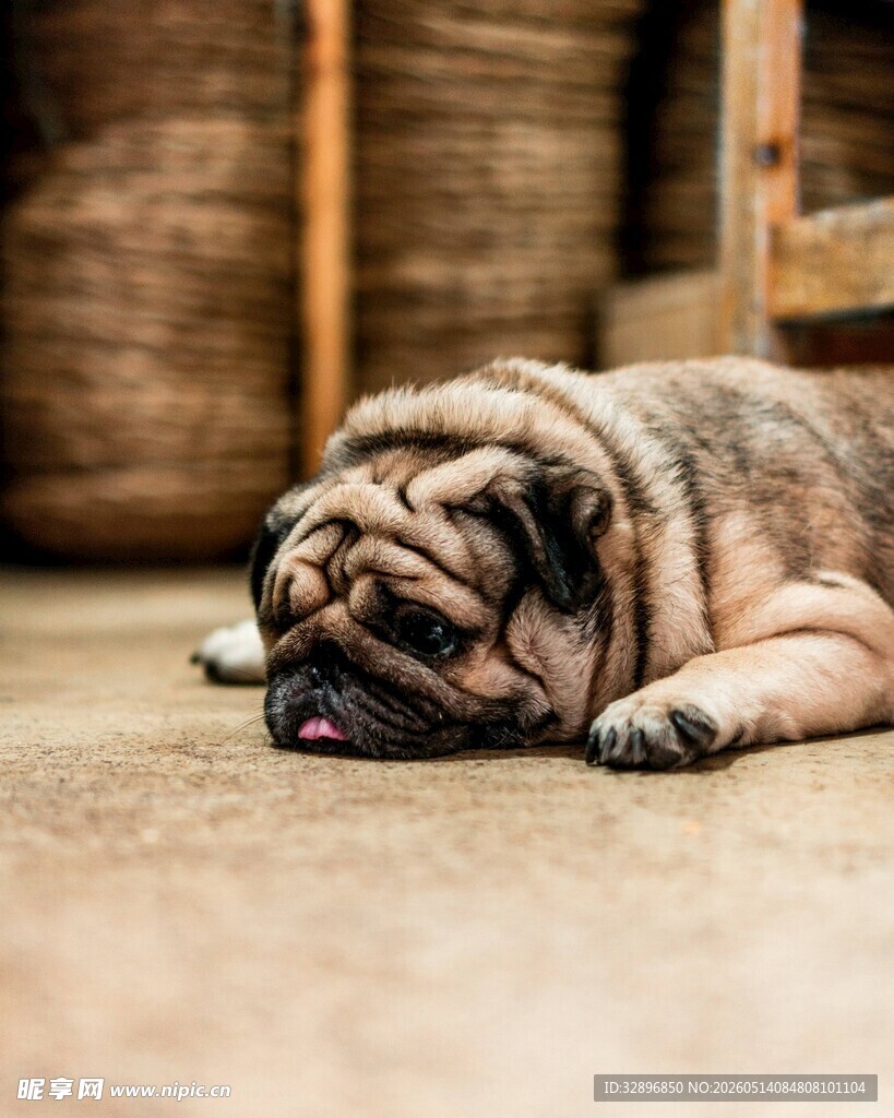 酣睡的巴哥犬