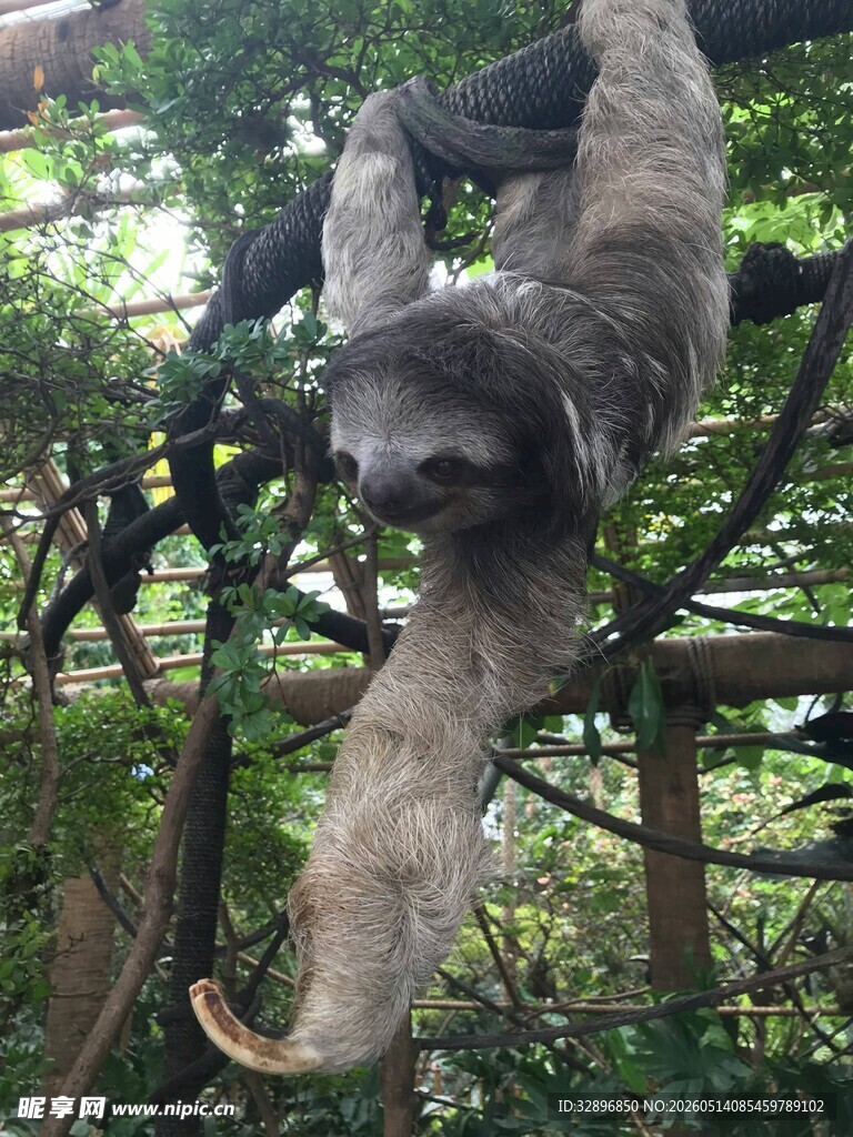 树上的树懒