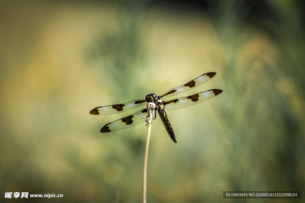 停驻的蜻蜓