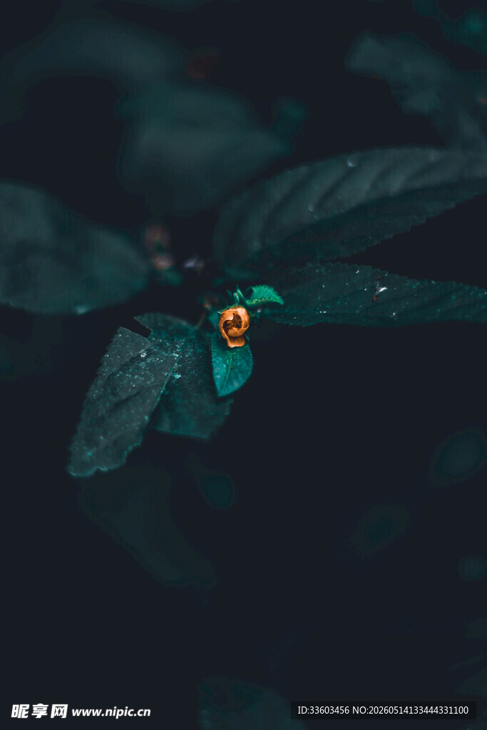 暗夜中发光的神秘小昆虫