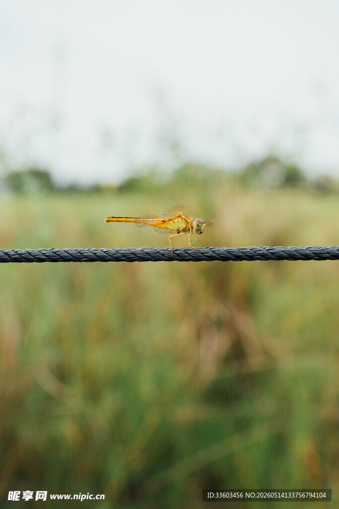 电线上的黄色蜻蜓