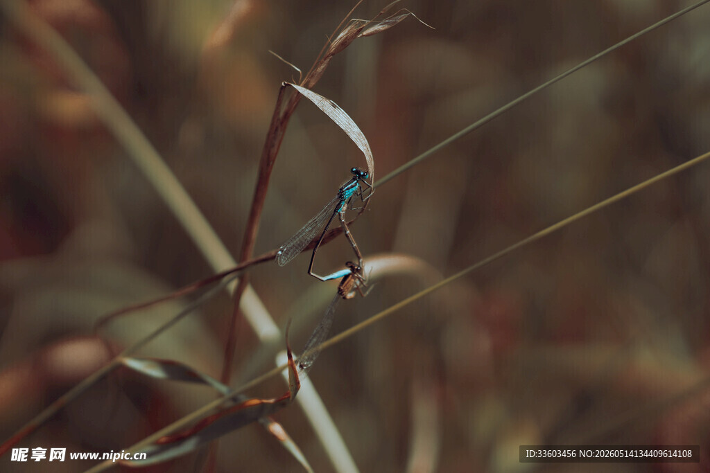 栖息于草茎上的蓝色蜻蜓