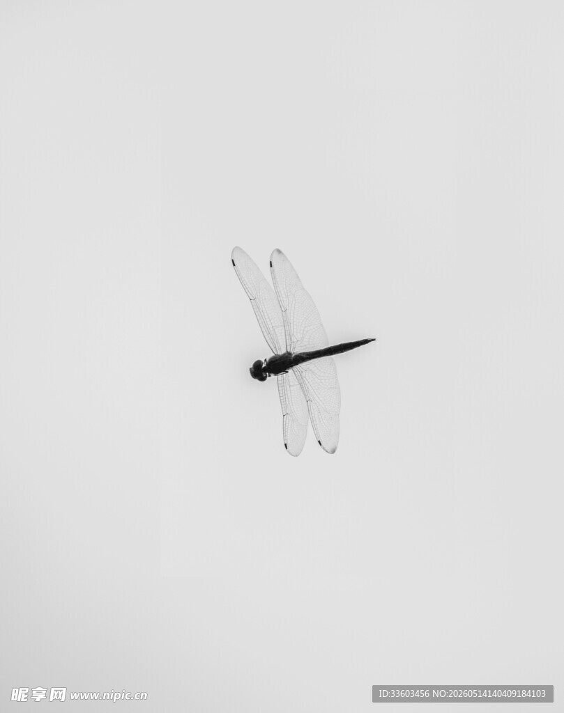 空中独舞的黑白色蜻蜓