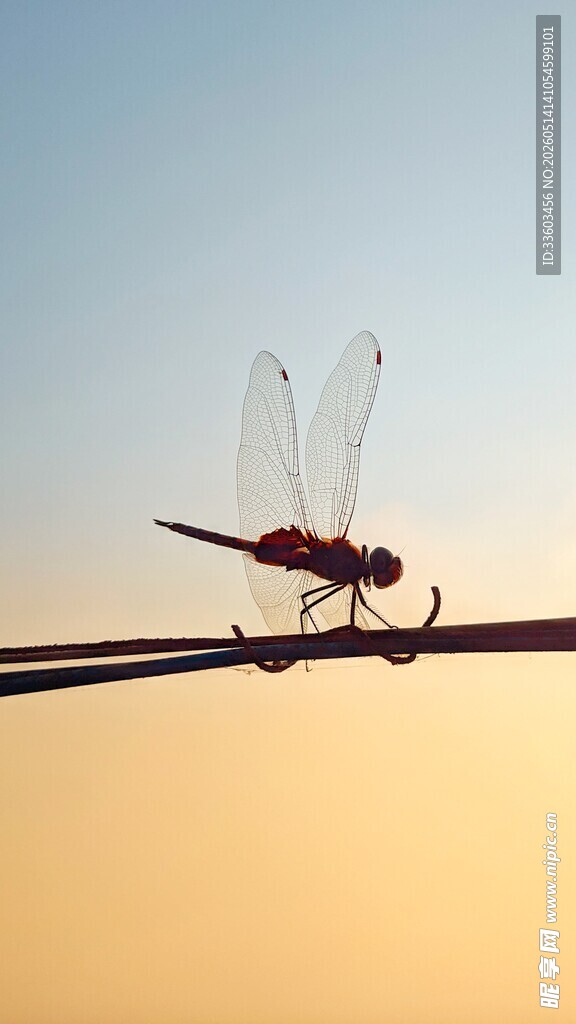夕阳下的蜻蜓栖于枝头
