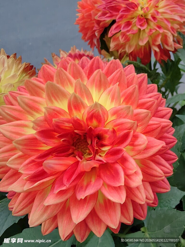 艳丽大丽花绽放之美