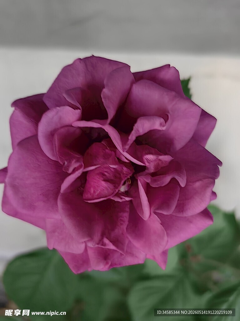 深紫色优雅绽放的玫瑰花