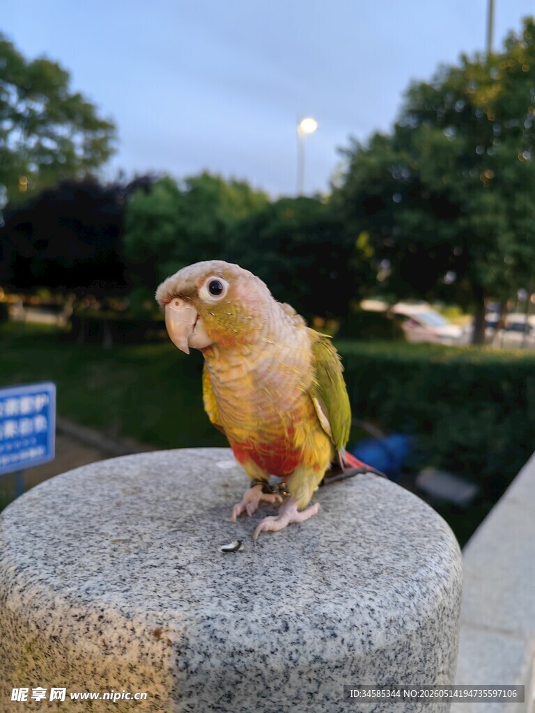 鹦鹉立于石上