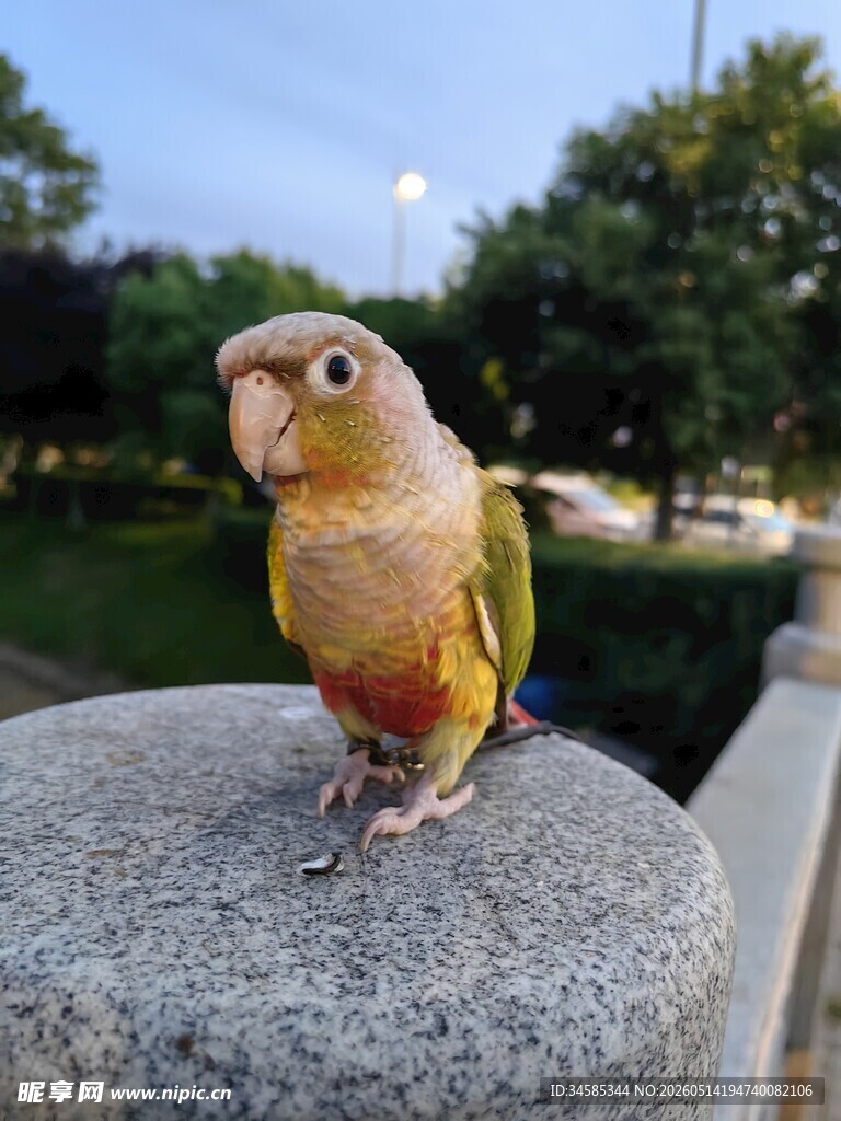 鹦鹉立于石上