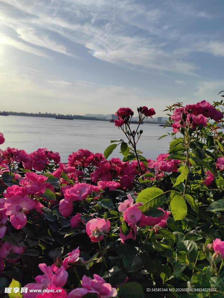 湖畔繁花绽放美景