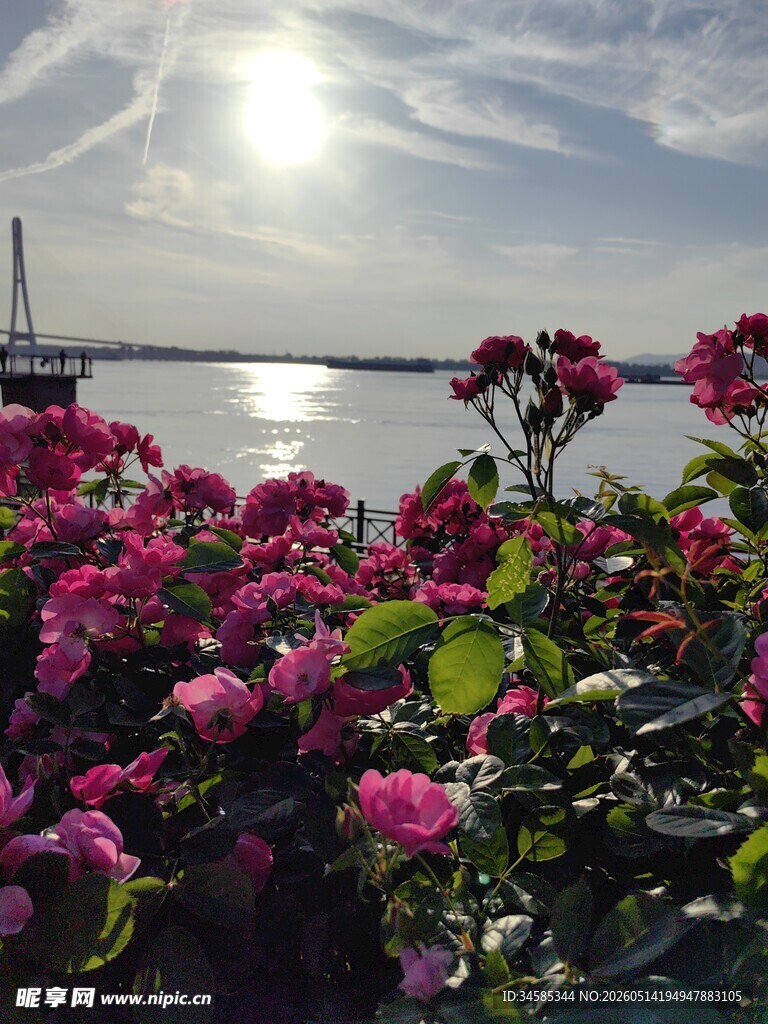 湖畔繁花映日美景
