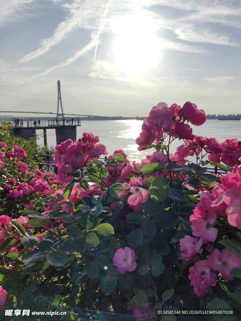 湖畔繁花绽放美景