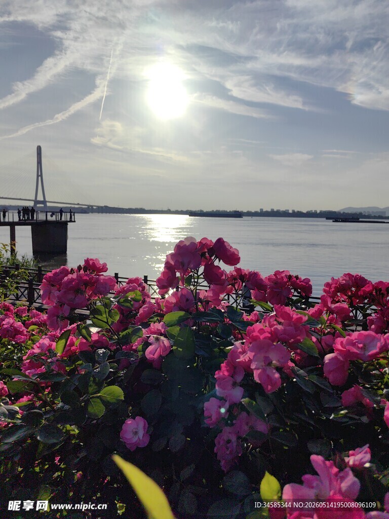 湖畔繁花映阳光美景