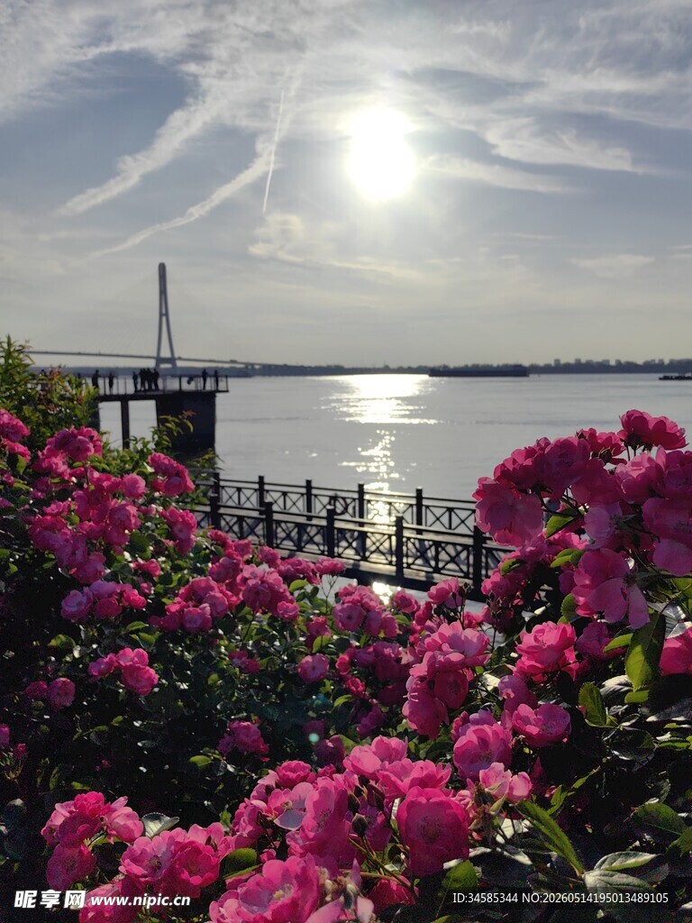 湖畔繁花映日美景