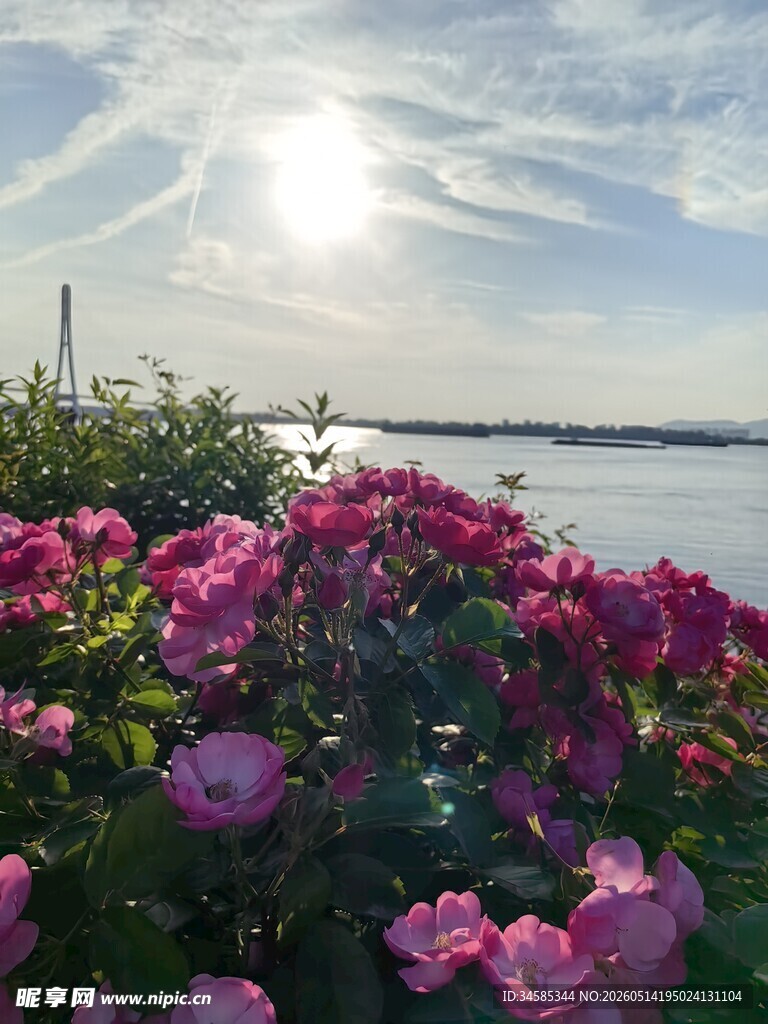 湖畔绽放的绚烂粉色花朵