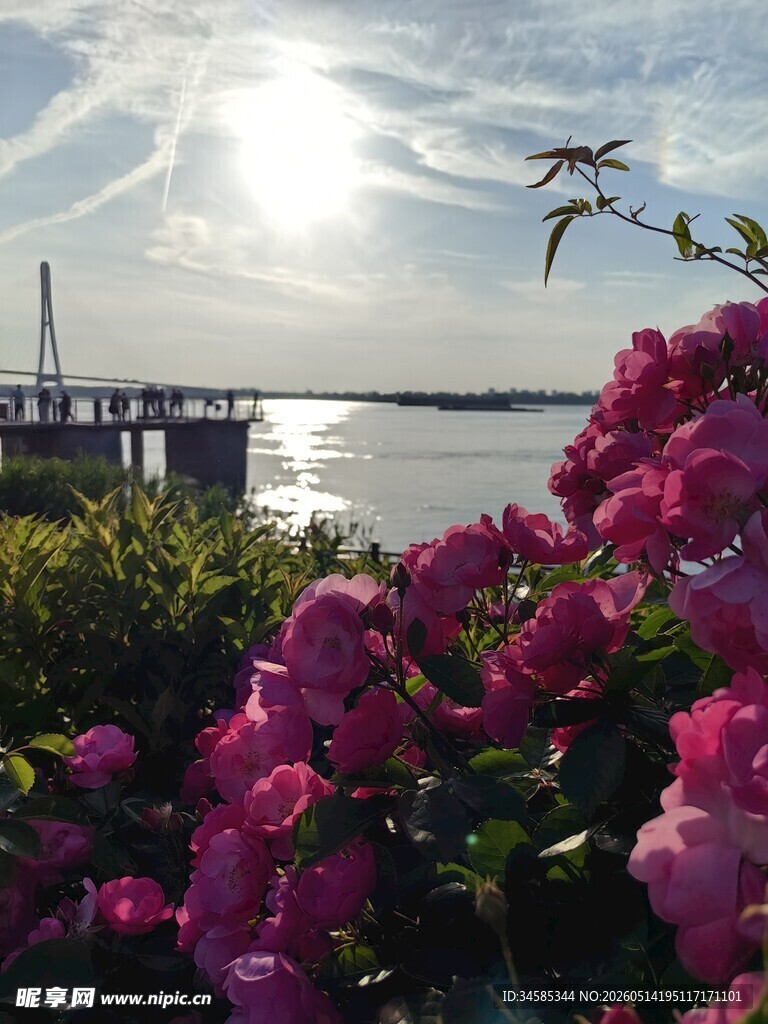 湖畔繁花与远处桥梁景致