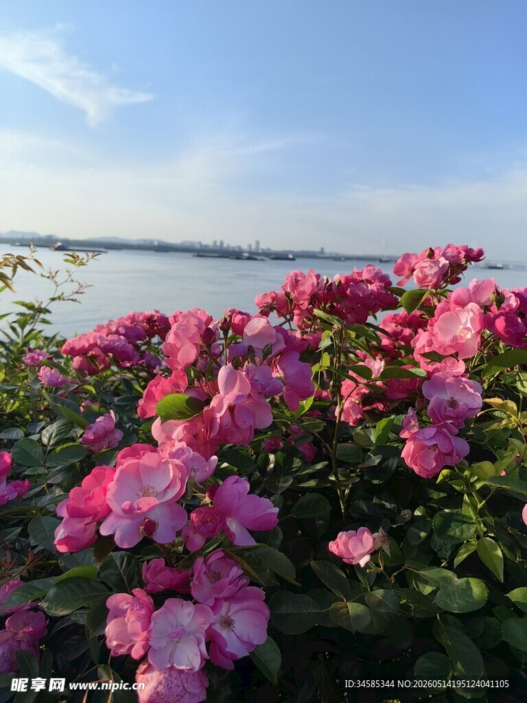 湖畔盛开的艳丽粉色花朵