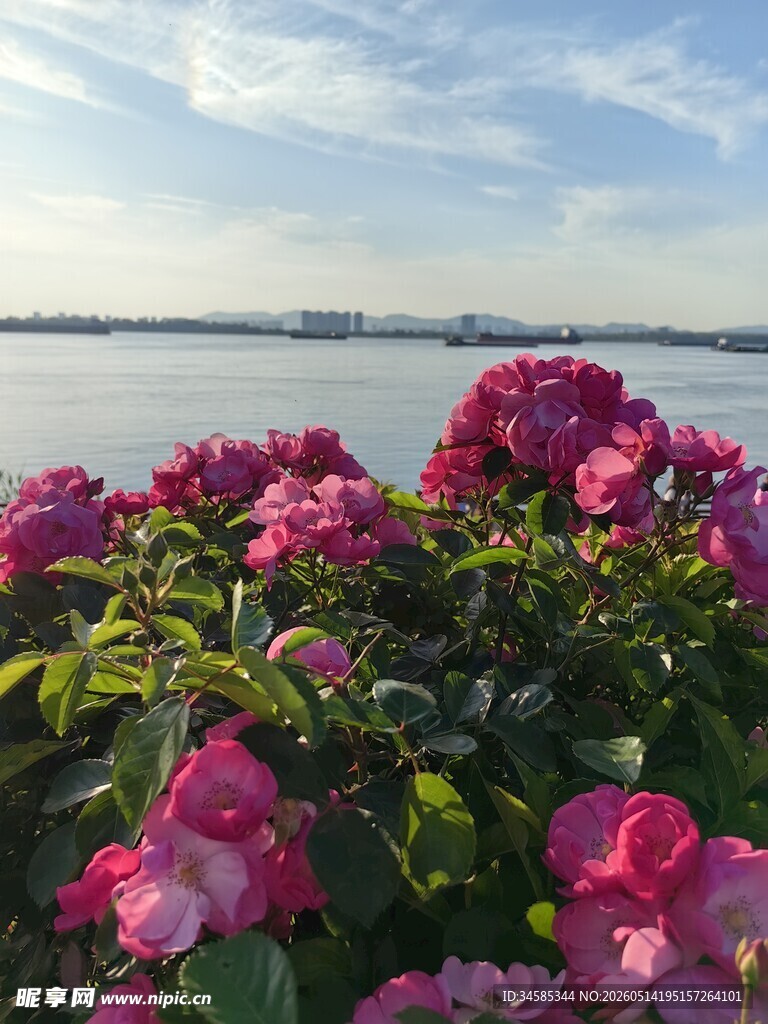 湖畔繁花绽放美景