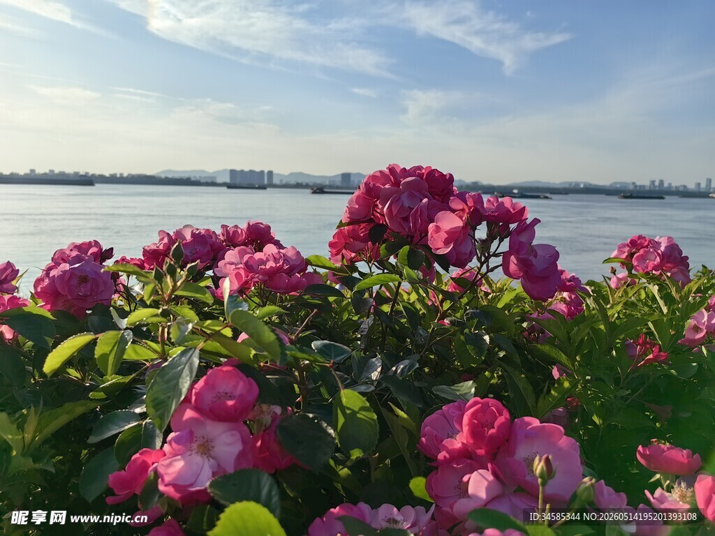 湖畔绽放的艳丽繁花