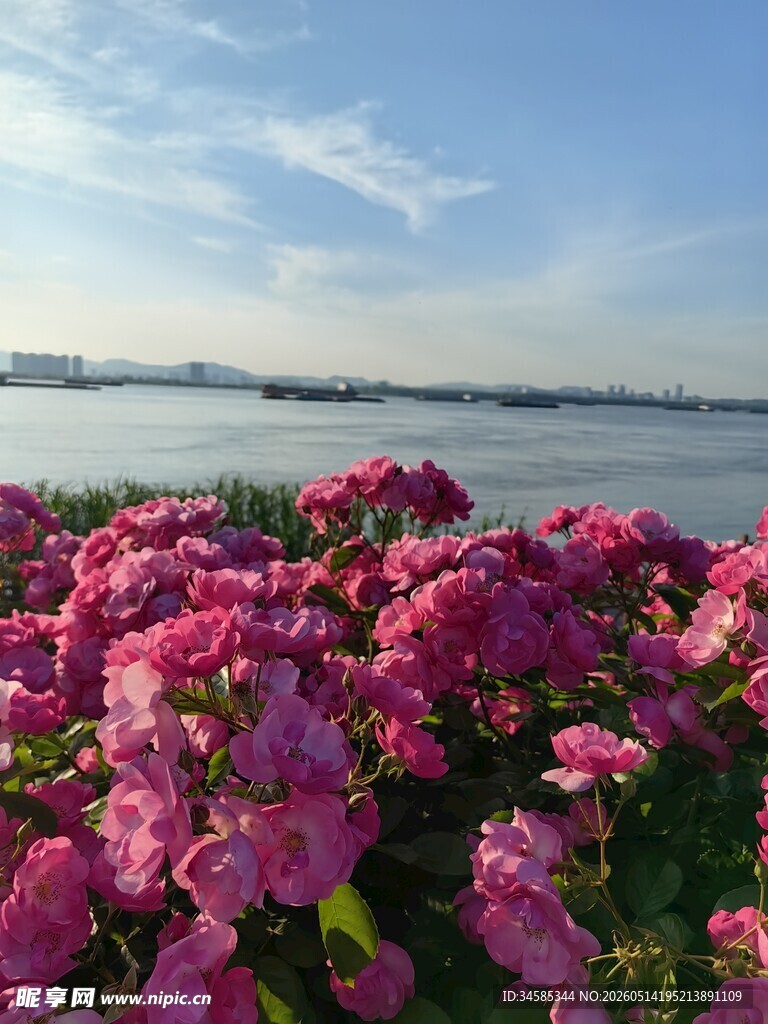 江边绽放的艳丽蔷薇