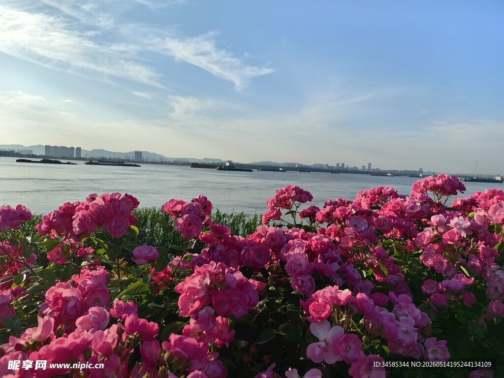 湖畔繁花绽放美景