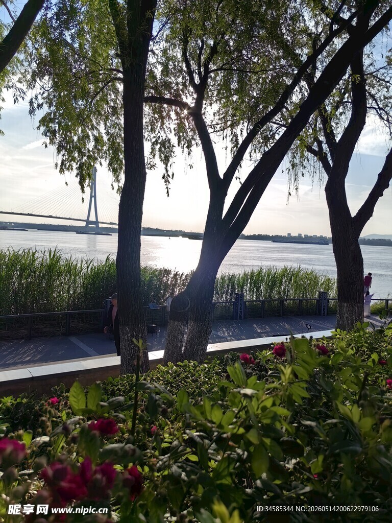 湖畔垂柳旁的美丽景致