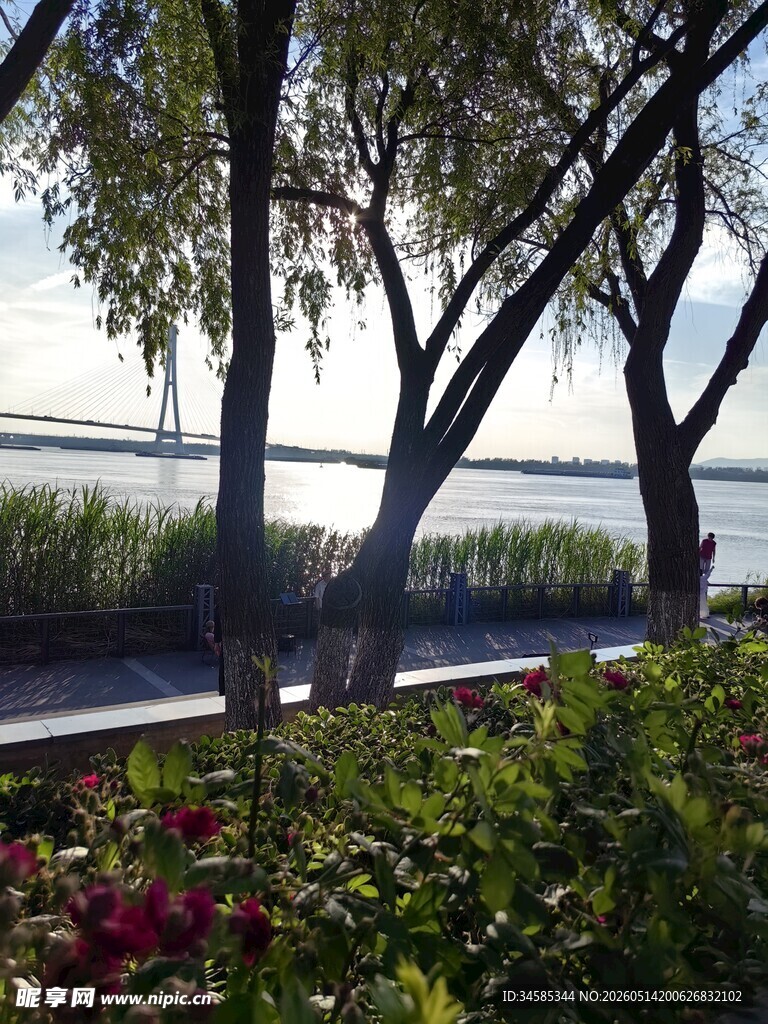 湖畔柳影与花卉美景