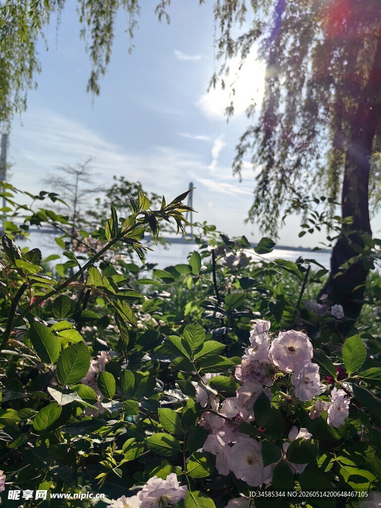 春日繁花垂柳景致