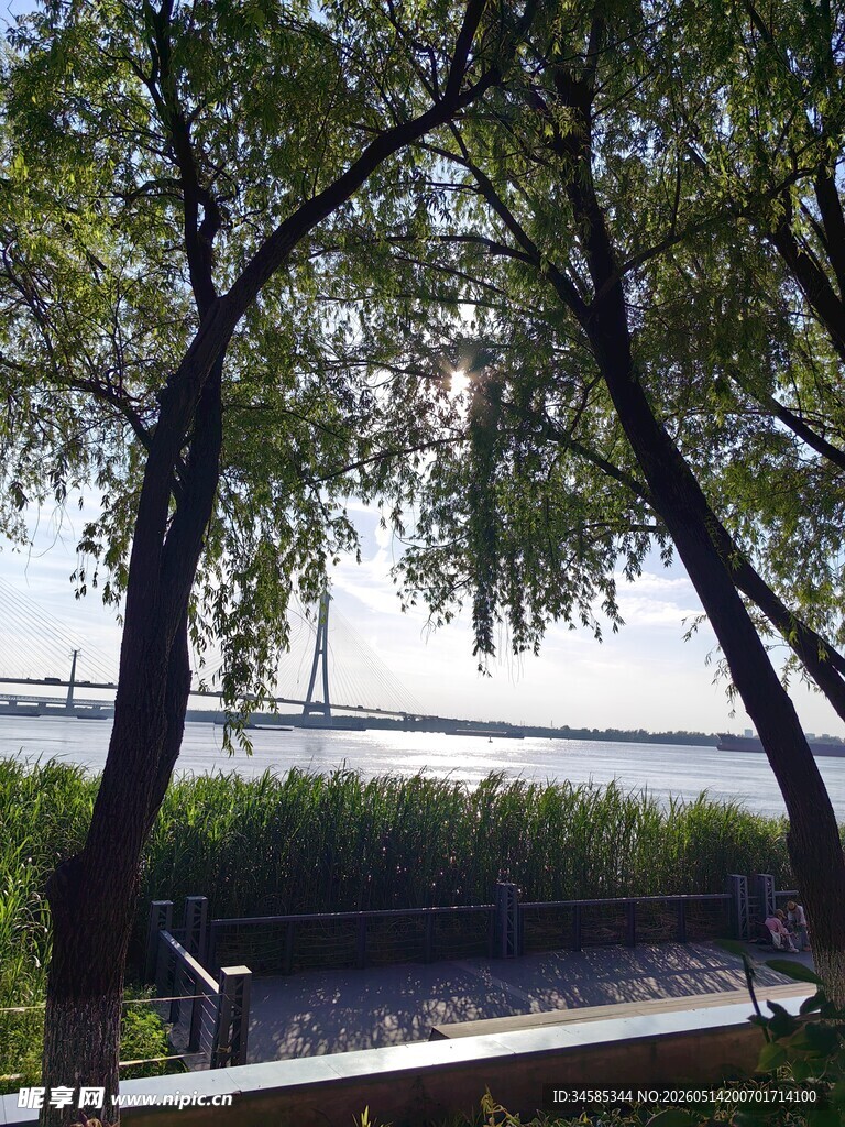 湖畔垂柳下的宁静风景