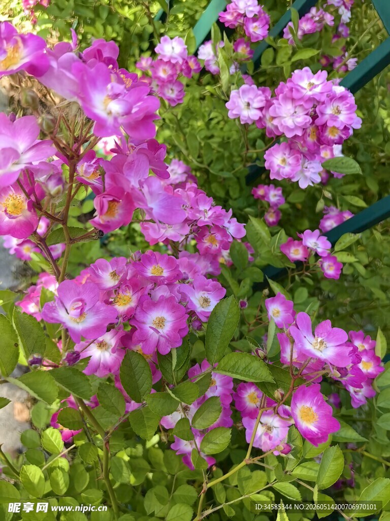 烂漫紫花绽放于绿叶间