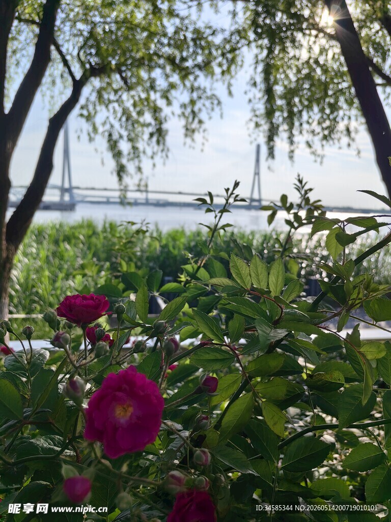 花丛间远眺桥梁美景