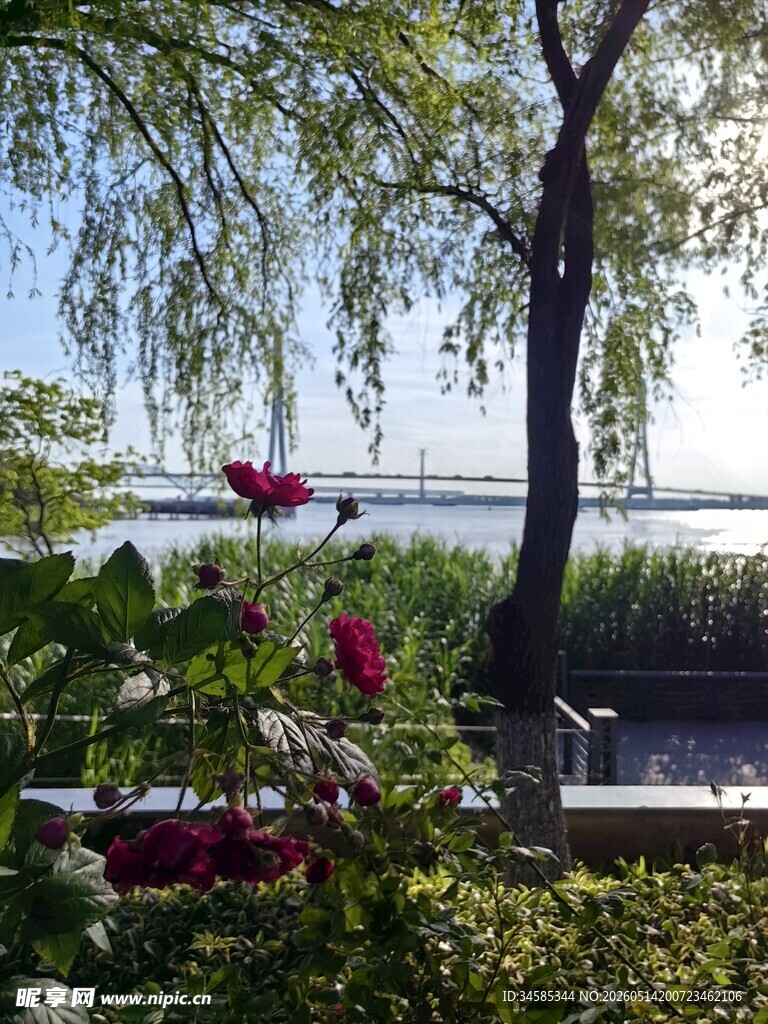 春日园林花卉垂柳景致