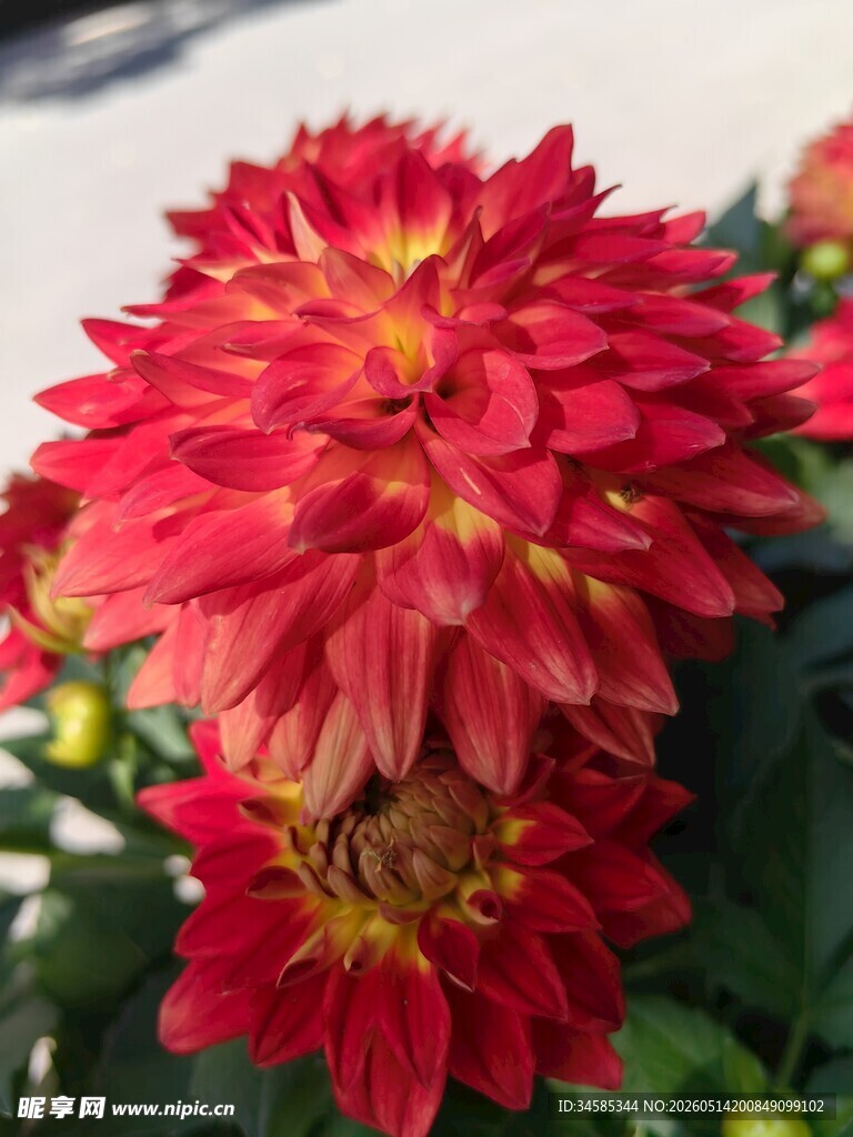 艳丽红色菊花绽放