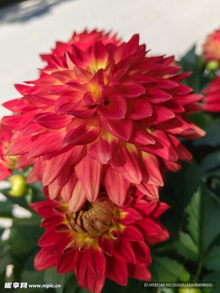 艳丽红菊花绽放