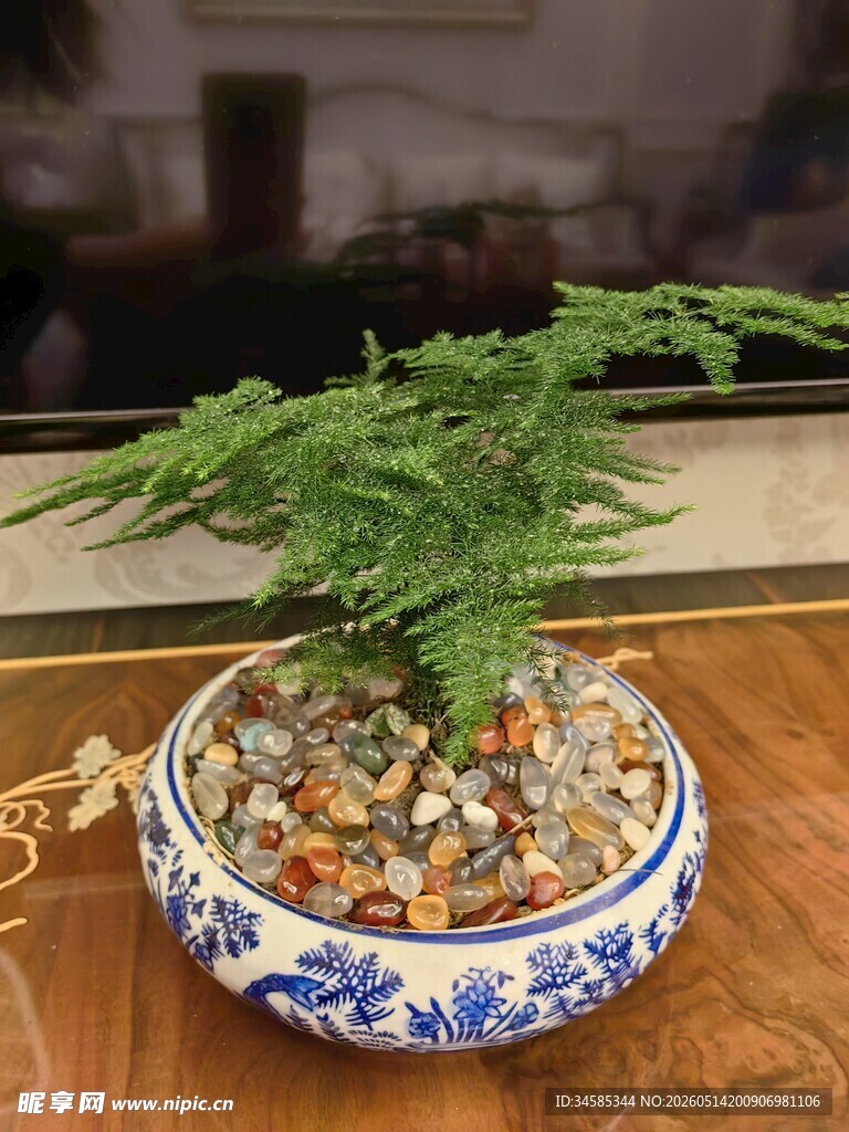 青花瓷盆栽中的翠绿文竹