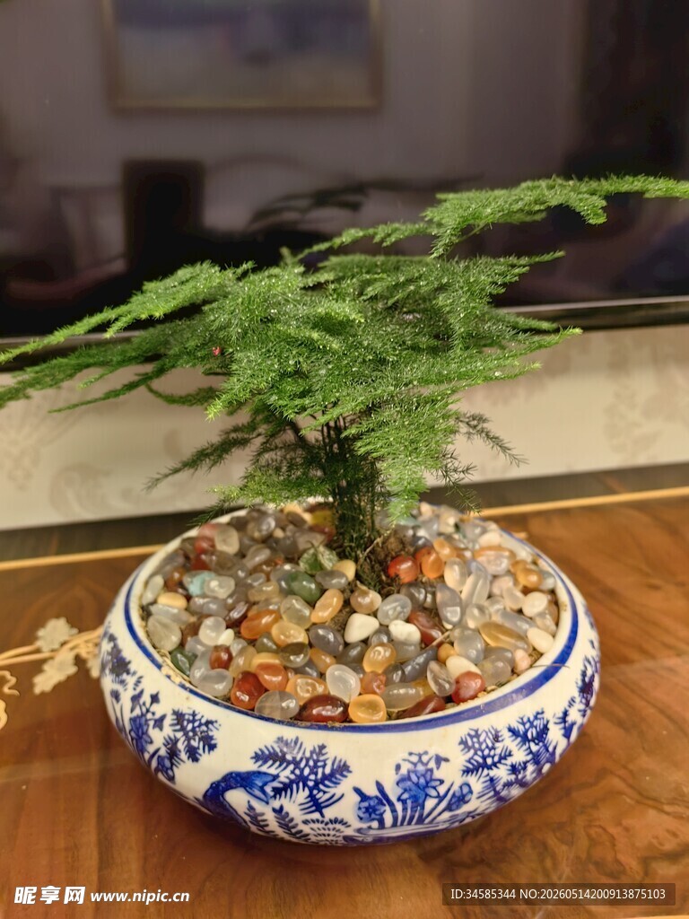 蓝白瓷盆中的精致文竹盆景