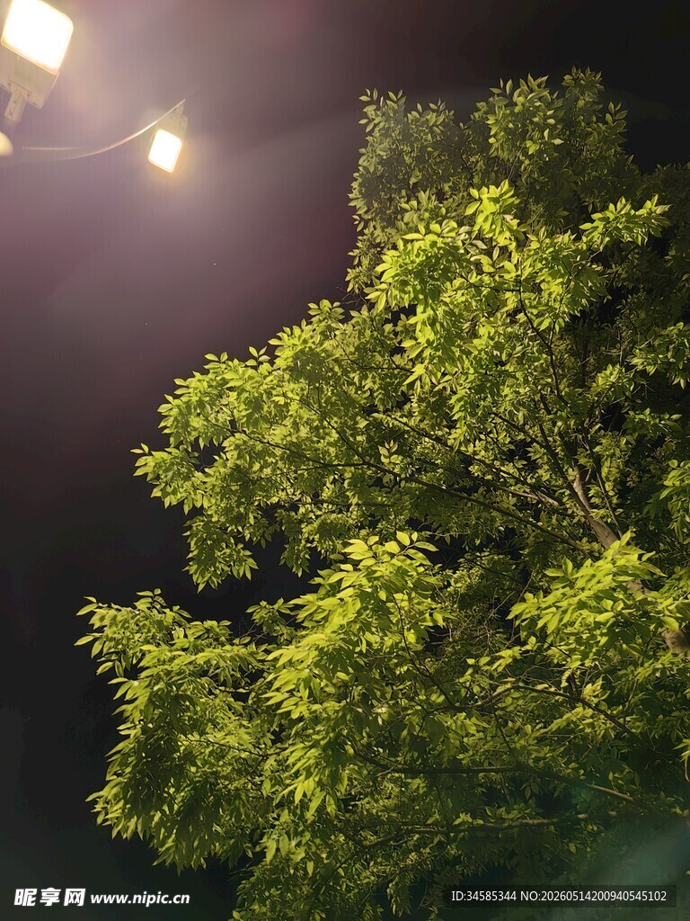夜晚路灯下的葱郁绿树